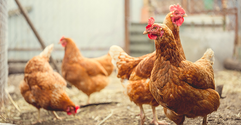 Blue Apron co-founder raises $10M to breed a superior chicken