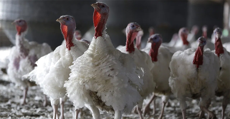 Avian Flu reaches Britain, quarantine measures set