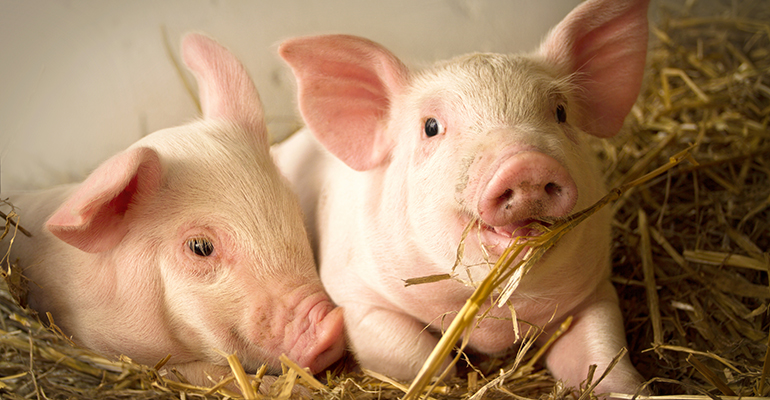 Belgium is officially declared free from African Swine Fever