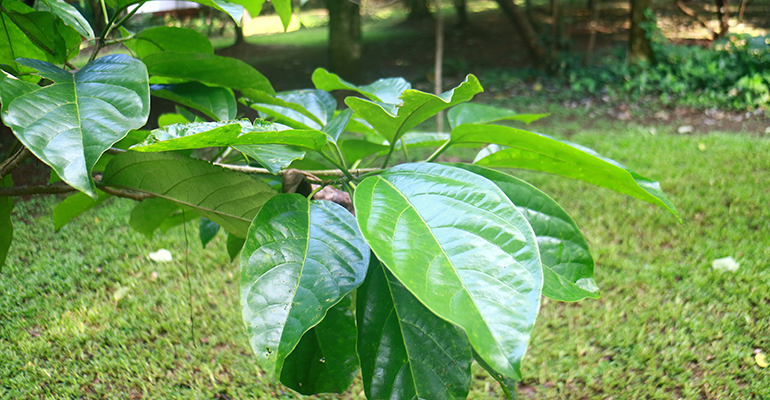 Pohon Kenari (in Indonesia) or Canariym indicum tree in garden© AdobeStock/Harismoyo