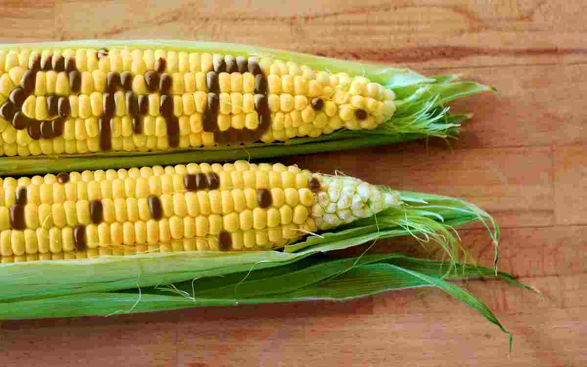 survey-americans-uncertain-about-gmos