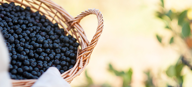 Symrise announces range of aronia health actives with high cellular antioxidant effects