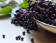 The “medicine chest” of Europe - Elderberry