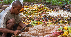 CS3D approval raises hopes of better tackling child labour in the cocoa industry