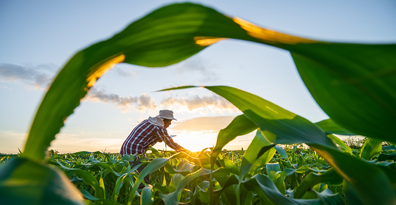 UK food security is in ‘absolute chaos’