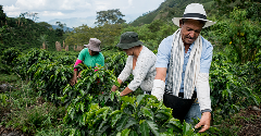 The coffee supply chain is failing farmers, says Solidaridad