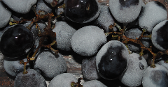 Swedish court overturns prohibition on winery’s use of imported frozen grapes