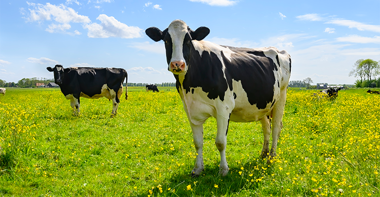 Tesco trials methane mitigation supplement for dairy cattle