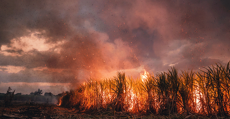 Brazil fires destroy crops and drive up sugar prices