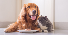 Corporations call on startups for help with pet food innovation