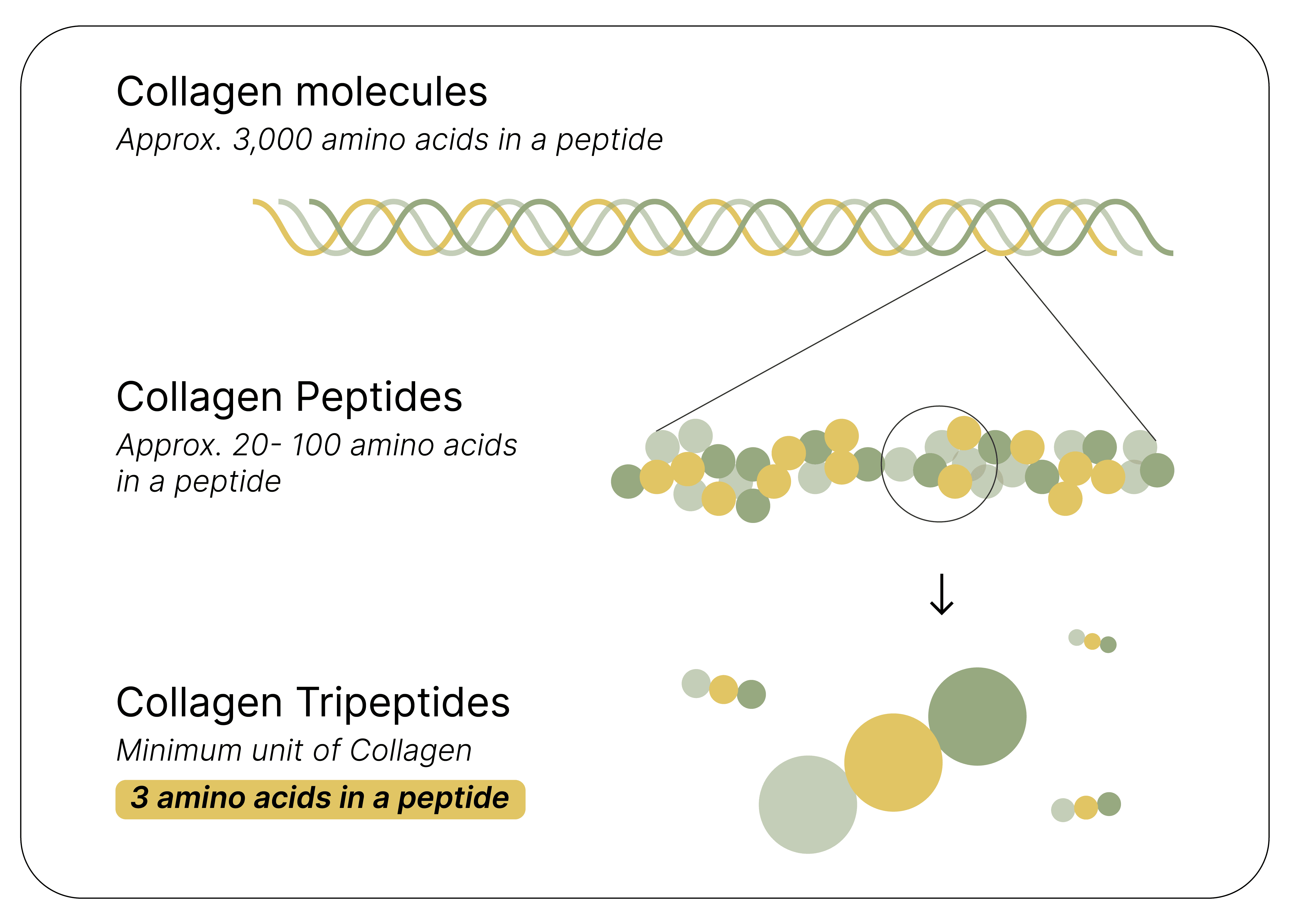 COLLAGEN TRIPEPTIDES: BREAKTHROUGH INNOVATION IN THE WORLD OF COLLAGEN