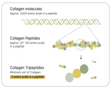 COLLAGEN TRIPEPTIDES: BREAKTHROUGH INNOVATION IN THE WORLD OF COLLAGEN