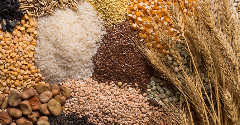 Sustainable grains present a healthy growth opportunity