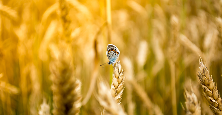 COP16: How biodiversity loss is driving change to the global food system