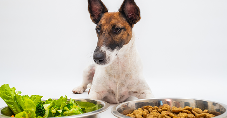 Demand for sustainable pet food drives industry change