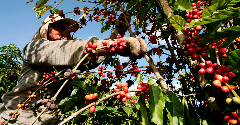 Coffee smallholders more sustainable than large-scale producers: Fairtrade