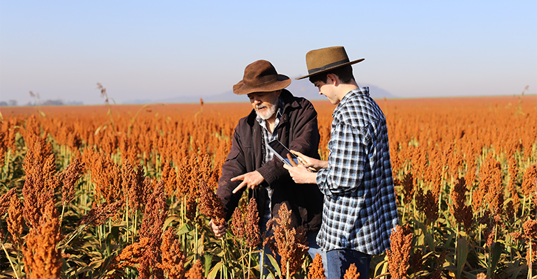 Sorghum emerges as better-for-you hero ingredient