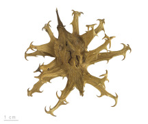 Devil's Claw Root extract Harpagoside