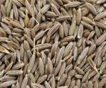 Cumin Whole Seed/ Powder