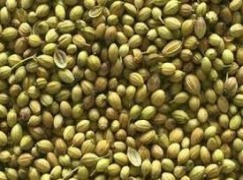 Coriander Whole Seed/ Powder