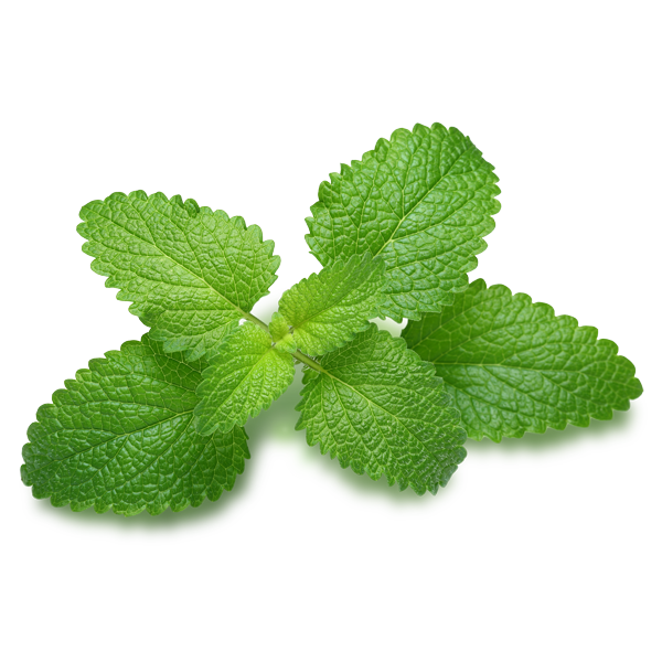 Lemon Balm | Nexira | Ingredients Network