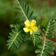 Gokshura / Gokhuru ( Tribulus terristris ) Plant Dry Extract Powder