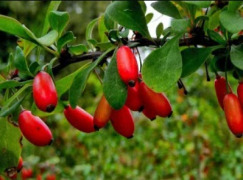 Berberine HCL Extract (Berberis aristata)