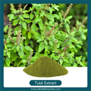 Holy basil/ Tulsi Extract