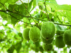 Monk Fruit Extract