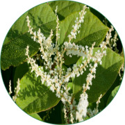 Polygonum Cuspidatum  Extract