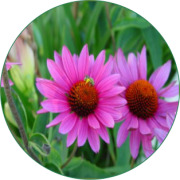 Echinacea Purpurea Extract