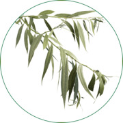 White Willow Bark Extract