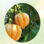 Garcinia Extract