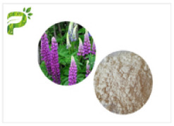 Lupinus micranthus Guss. Extract, Lupeol