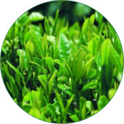 Green Tea Extract