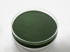 Chlorella