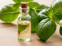 Basil Essential Oil-Eugenol Type