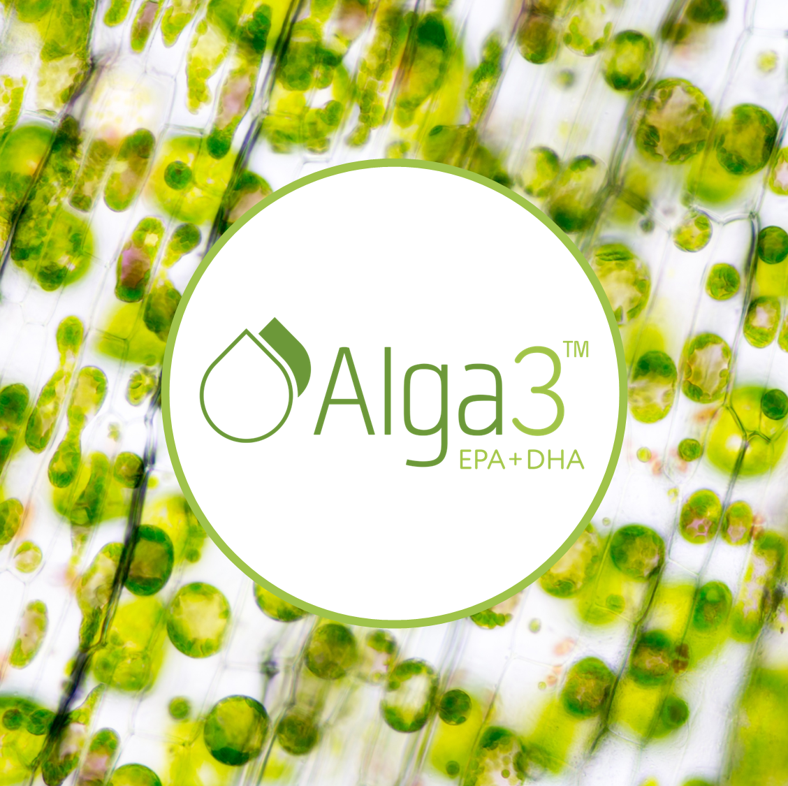 Alga3