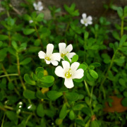 Bacopa Extract