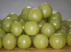 Amla Extract