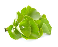 Ginkgo Biloba Extract