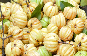 Garcinia Cambogia