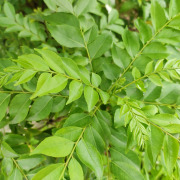 Curry Leaf Extract