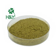 Lemon Balm Extract