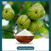 Garcinia cambogia extract