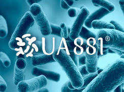 Lactobacillus helveticus UA881