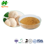 Lion's Mane Mushroom Extract