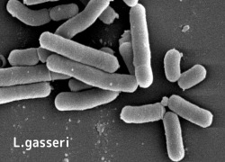 SBT2055（Lactobacillus paragasseri SBT2055）