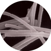 SBT2171（Lactobacillus helveticus SBT2171）