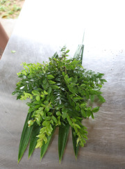 Curry Leaves